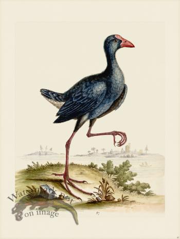 Edwards 087 Purple Water Hen